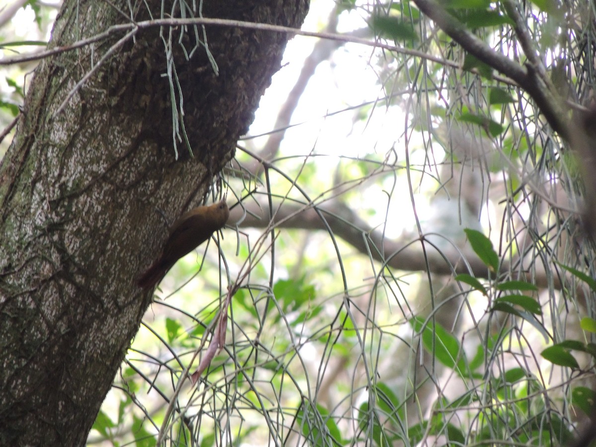Olivaceous Woodcreeper - ML642670133