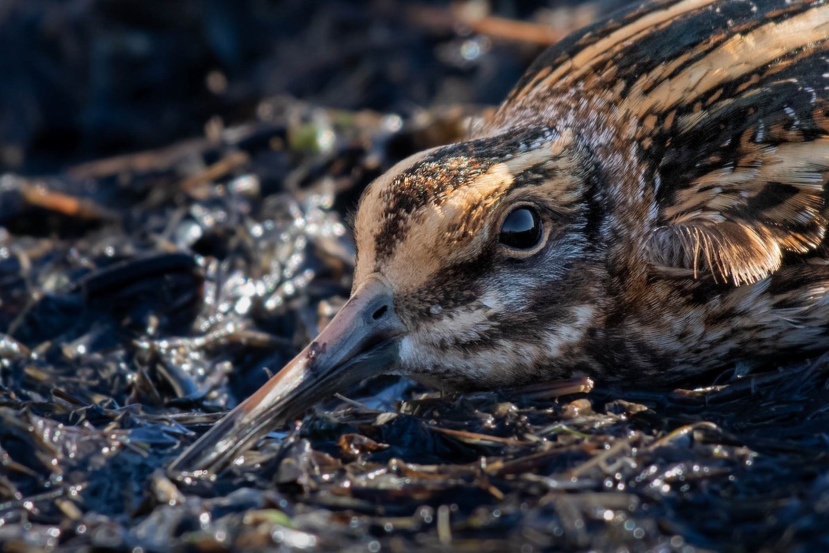 Bécassine sourde - ML642670140