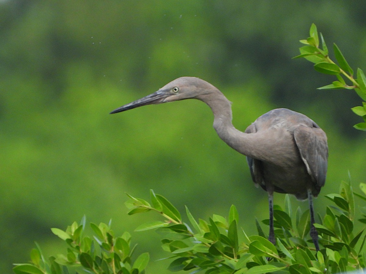 Reddish Egret - ML642670170