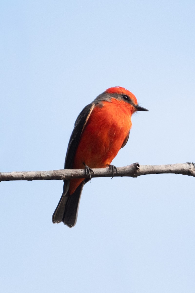 Vermilion Flycatcher - ML642670171