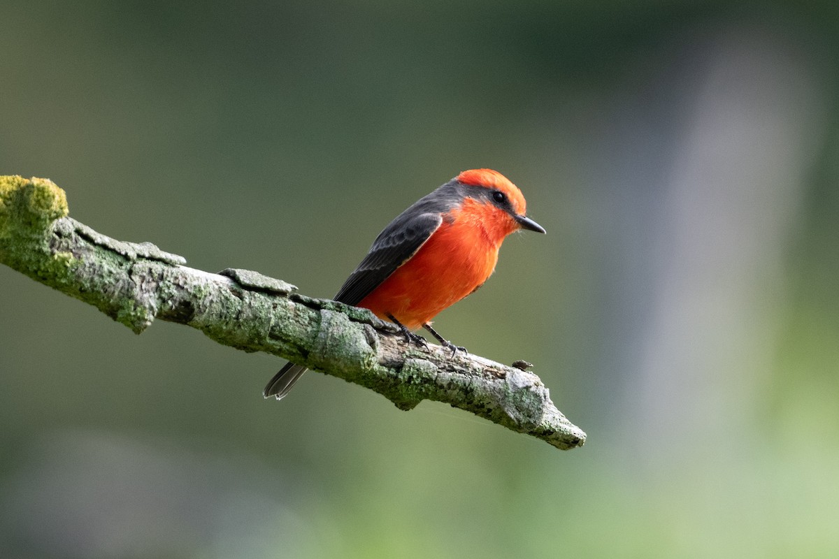 Vermilion Flycatcher - ML642670172