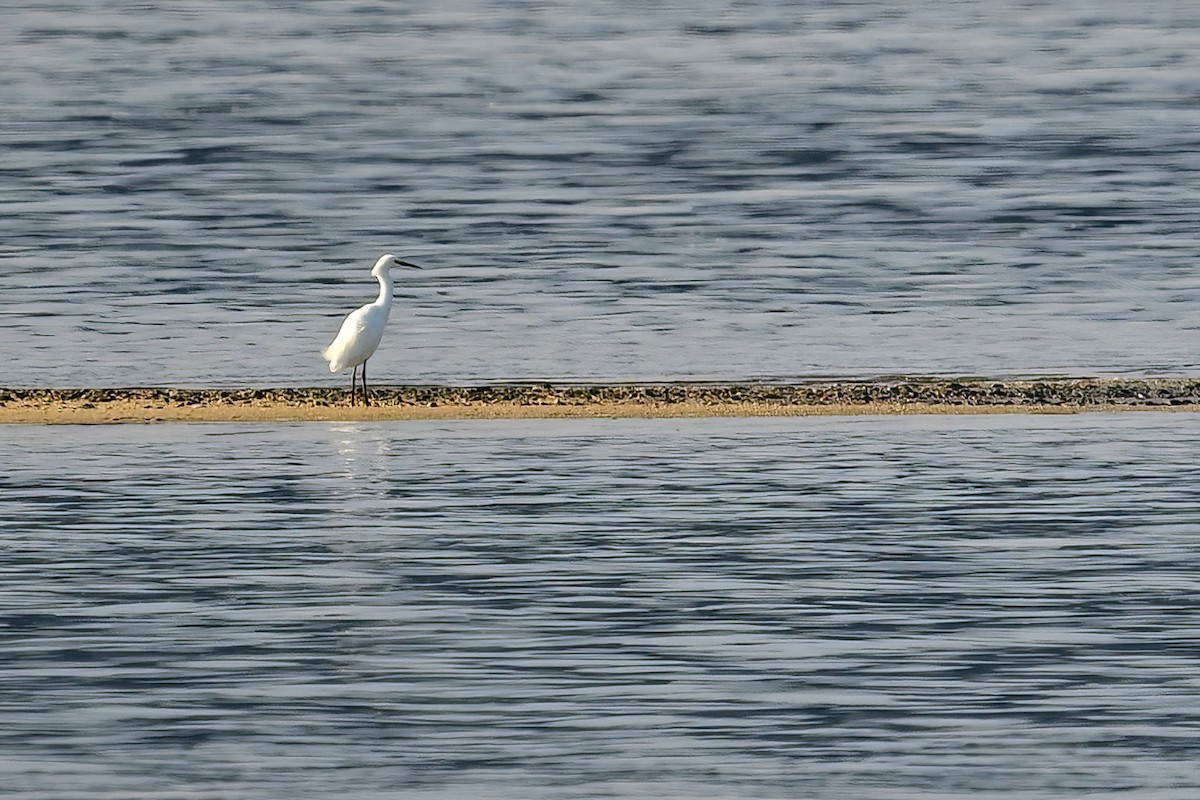 Snowy Egret - ML642670179