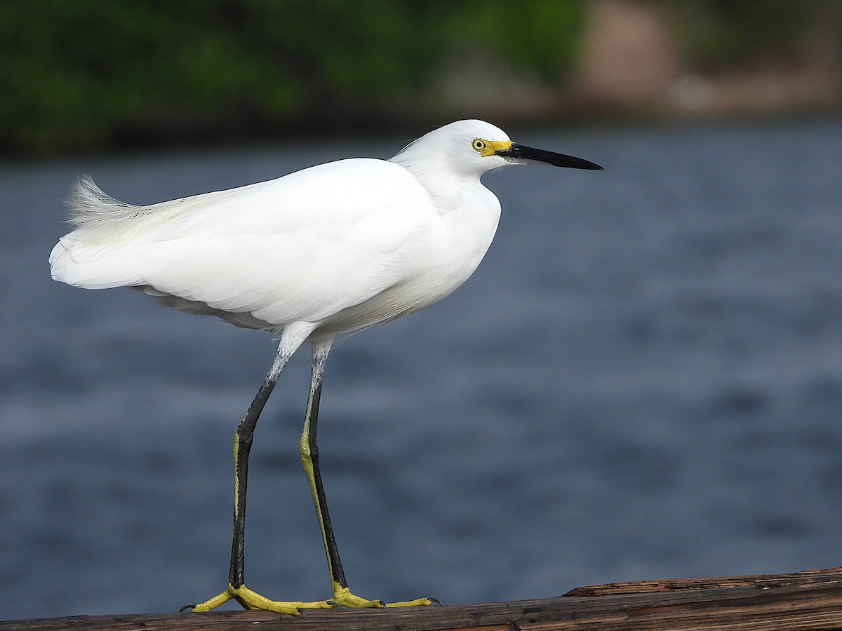 Snowy Egret - ML642670180