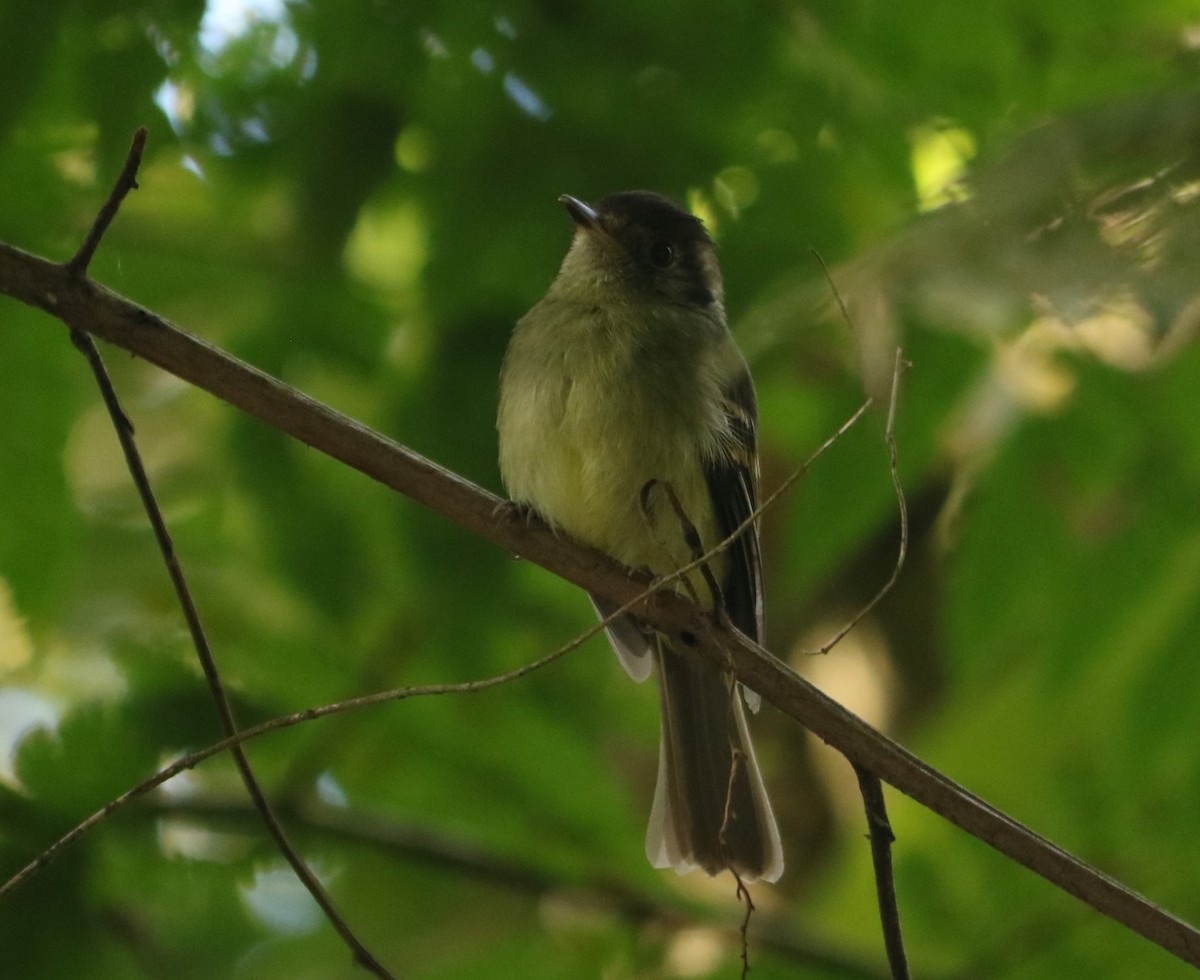 Sepia-capped Flycatcher - ML642670191
