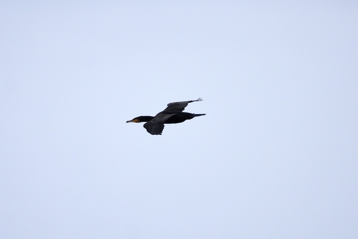 カワウ - ML642670192