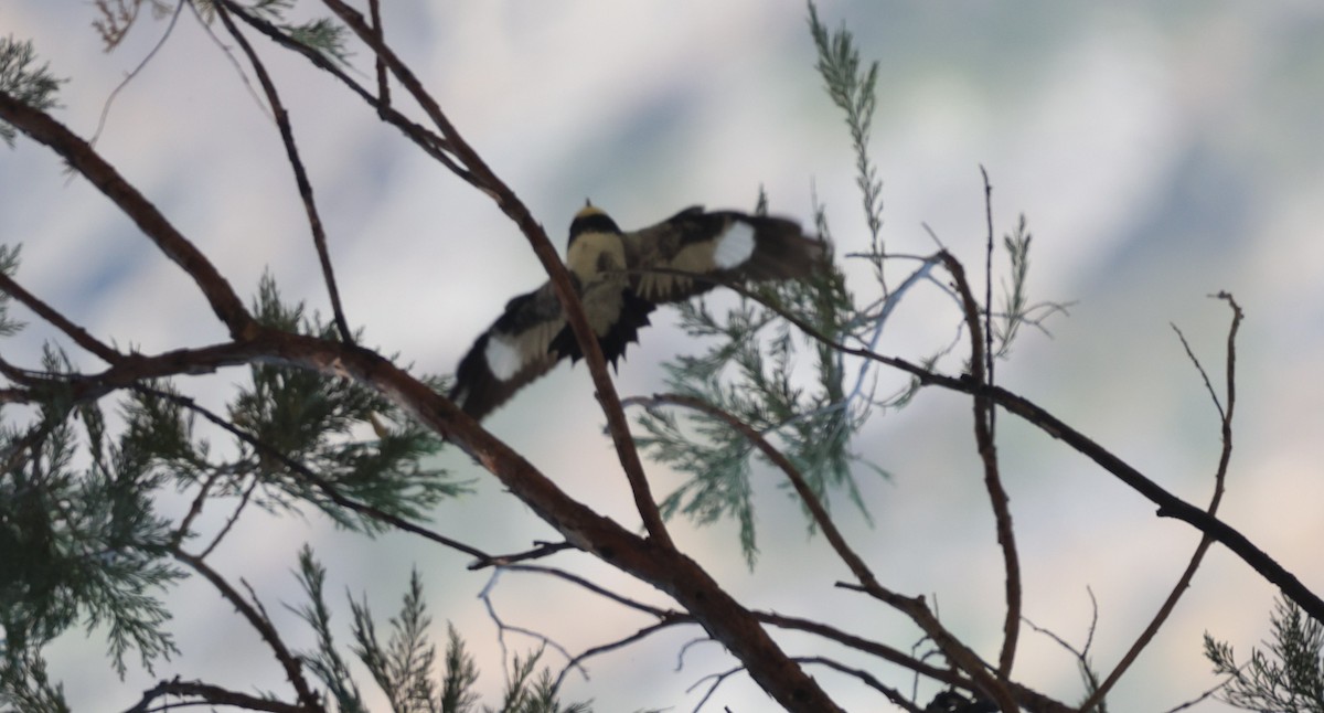 Evening Grosbeak - ML642670203