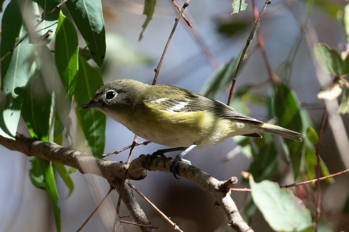 Cassin's Vireo - ML642670223