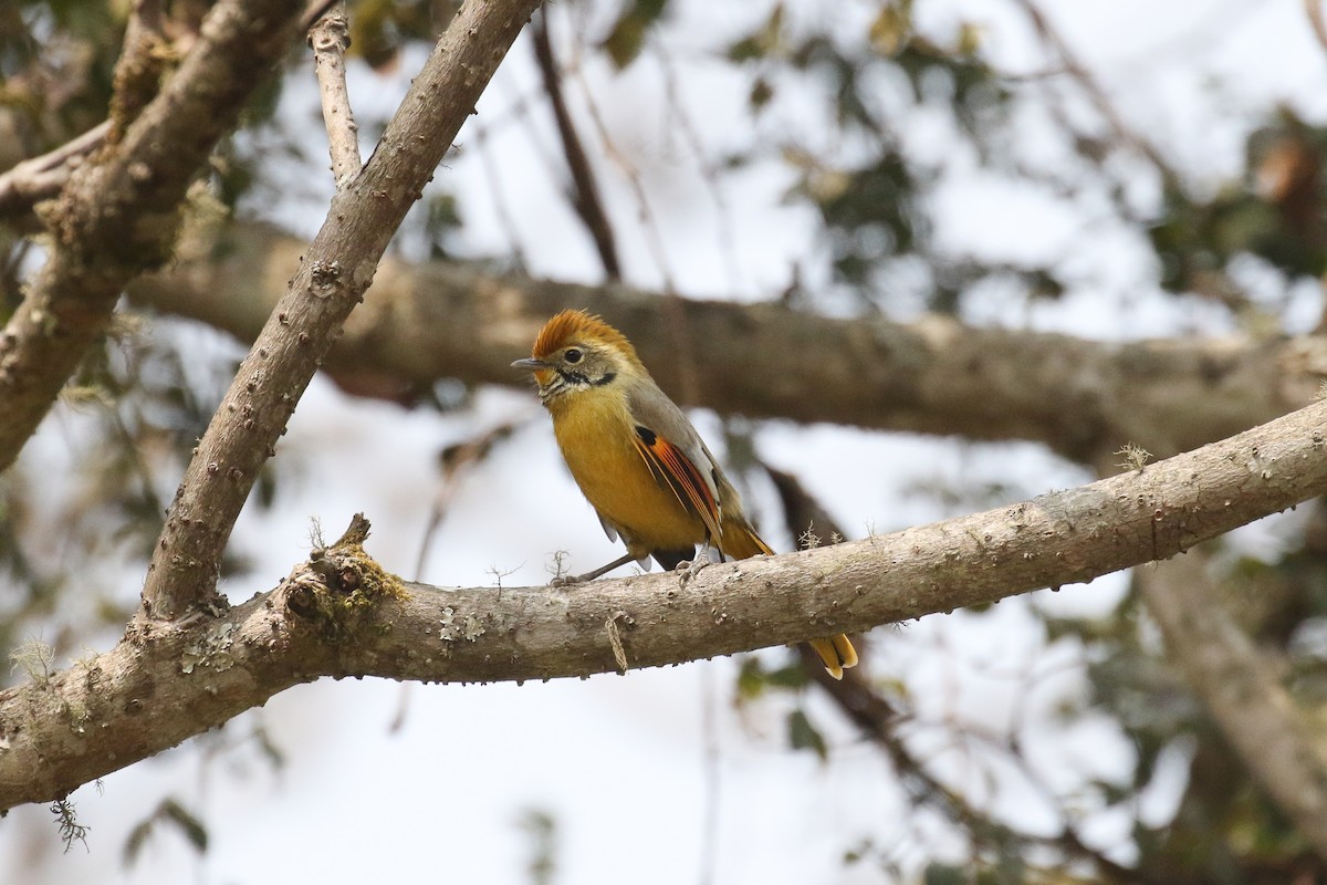 Chestnut-tailed Minla - ML642670227