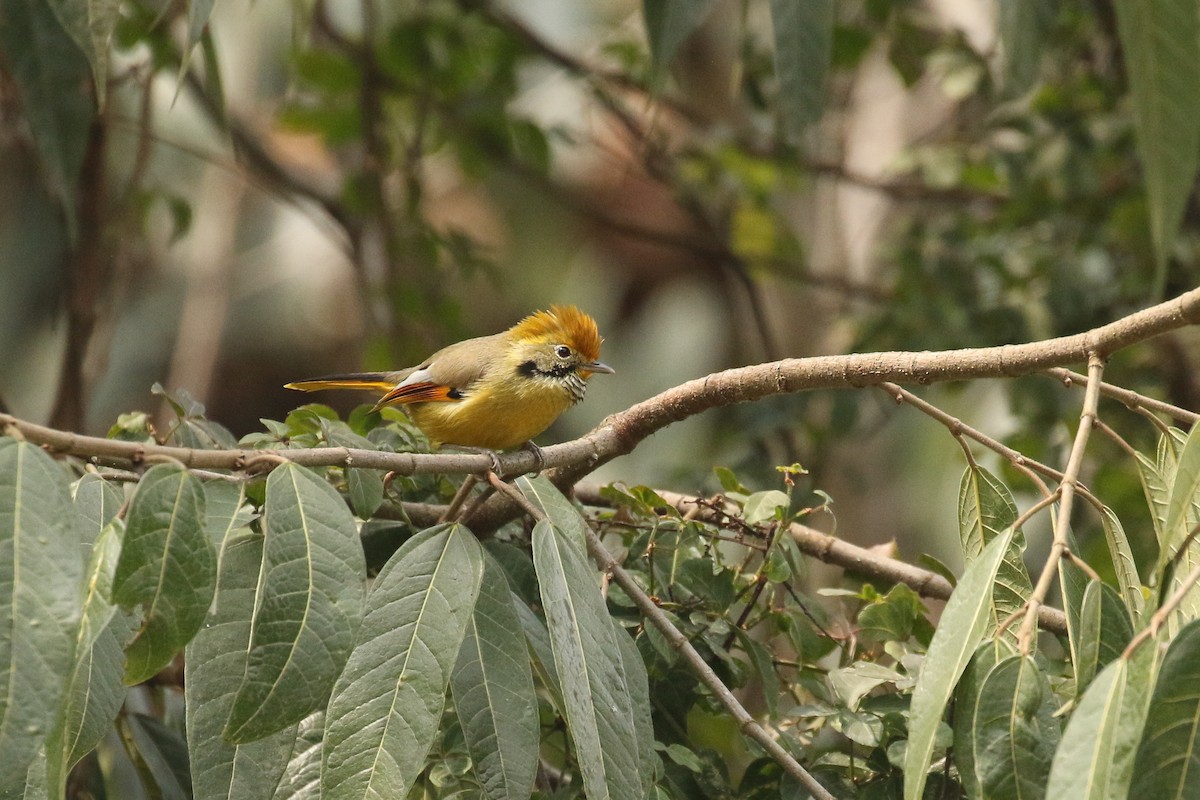 Chestnut-tailed Minla - ML642670228