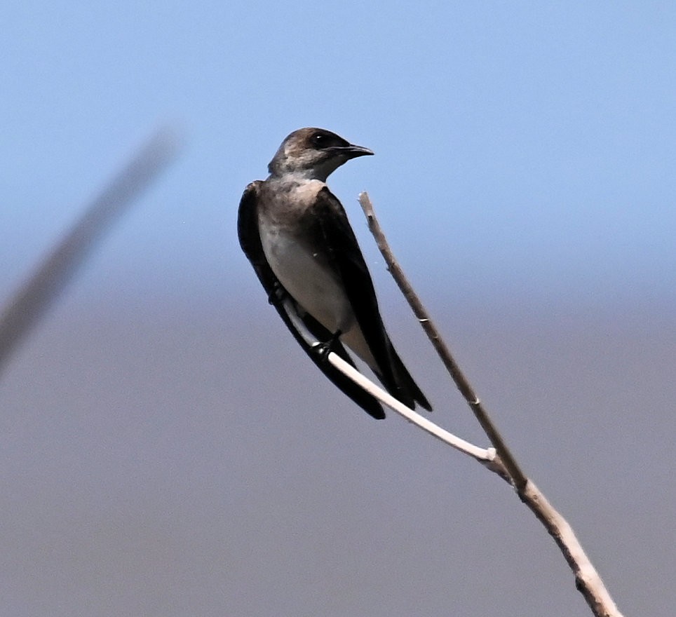 Brown-chested Martin - ML642670230