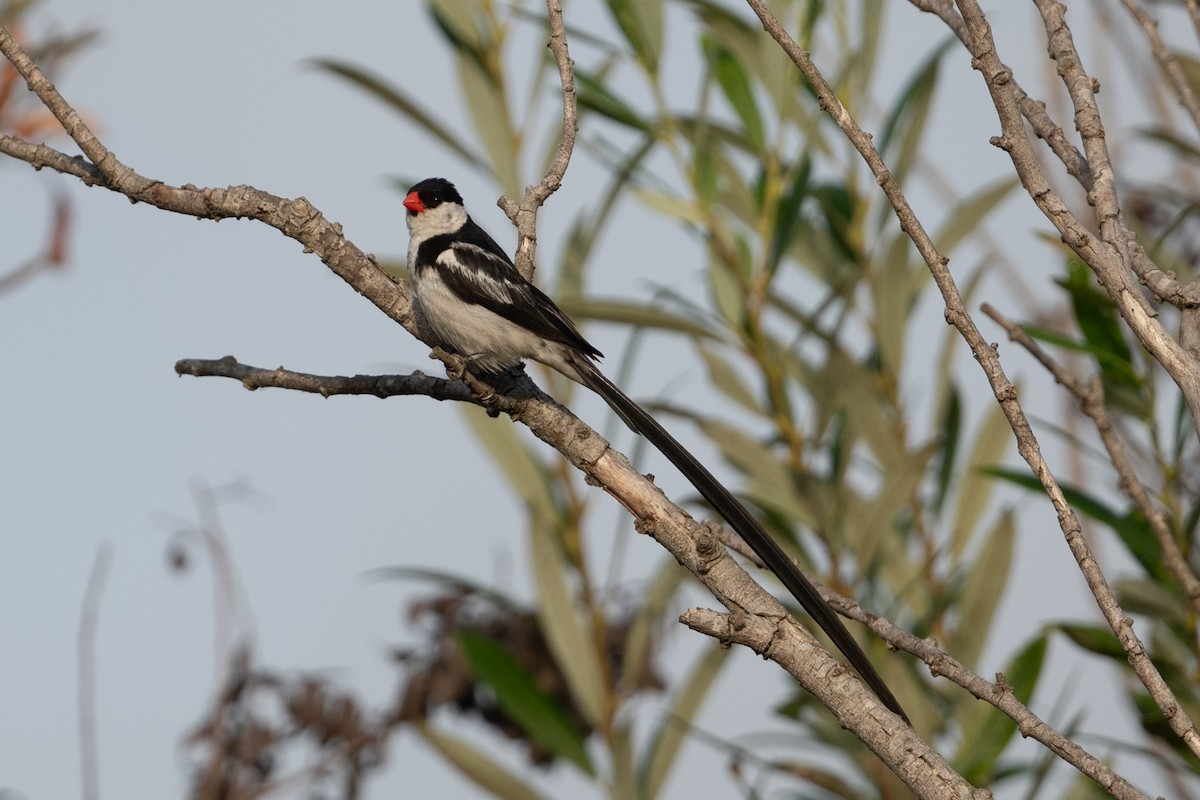 Pin-tailed Whydah - ML642670238