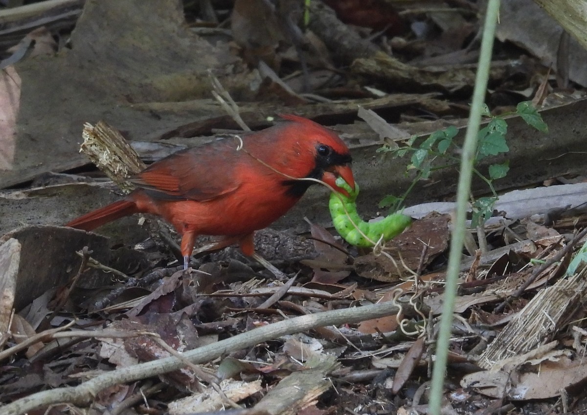 Northern Cardinal - ML642670239