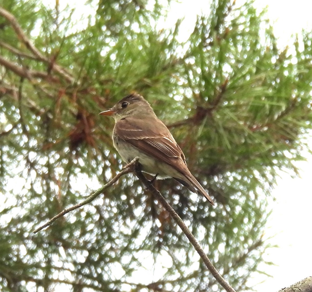 Eastern Wood-Pewee - ML642670253