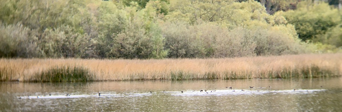 Hooded Merganser - ML642670263