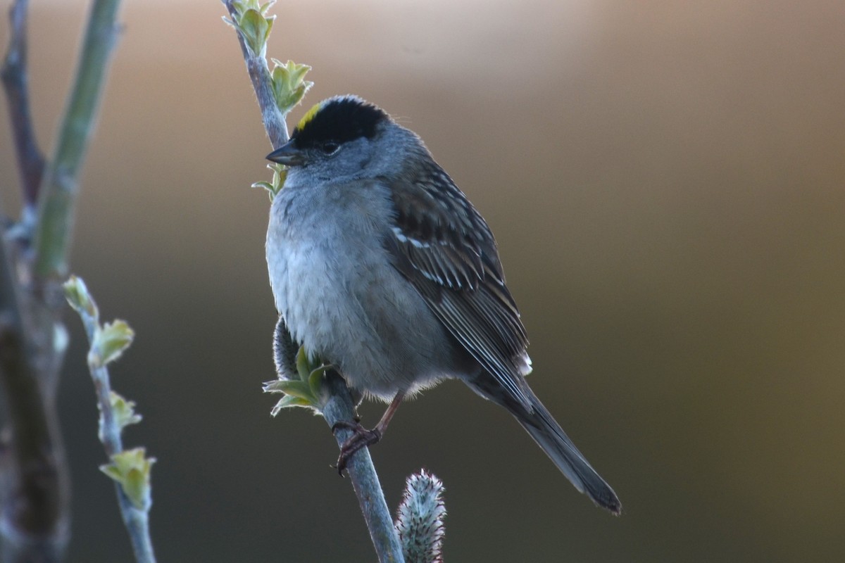 Golden-crowned Sparrow - ML642670269