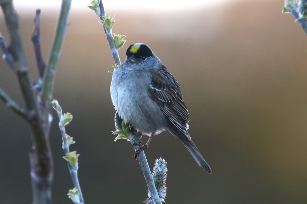Golden-crowned Sparrow - ML642670270
