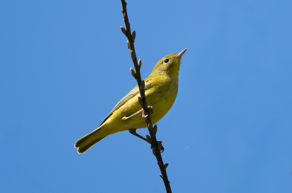 Northern Yellow Warbler - ML642670271