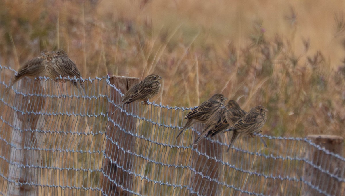 Corn Bunting - ML642670290