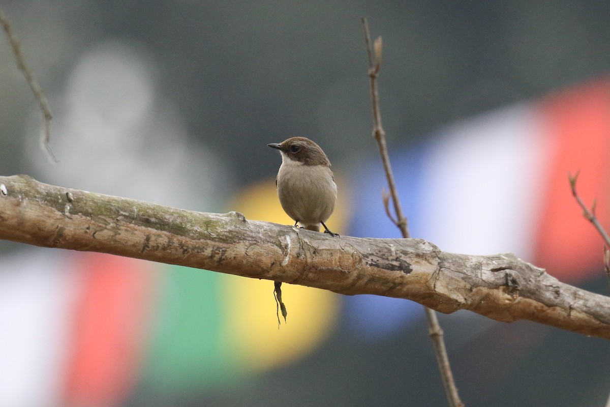 Gray Bushchat - ML642670293