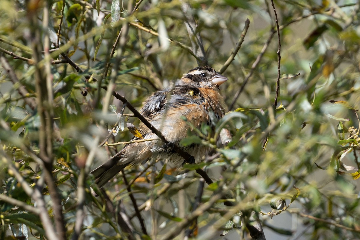 Black-headed Grosbeak - ML642670295