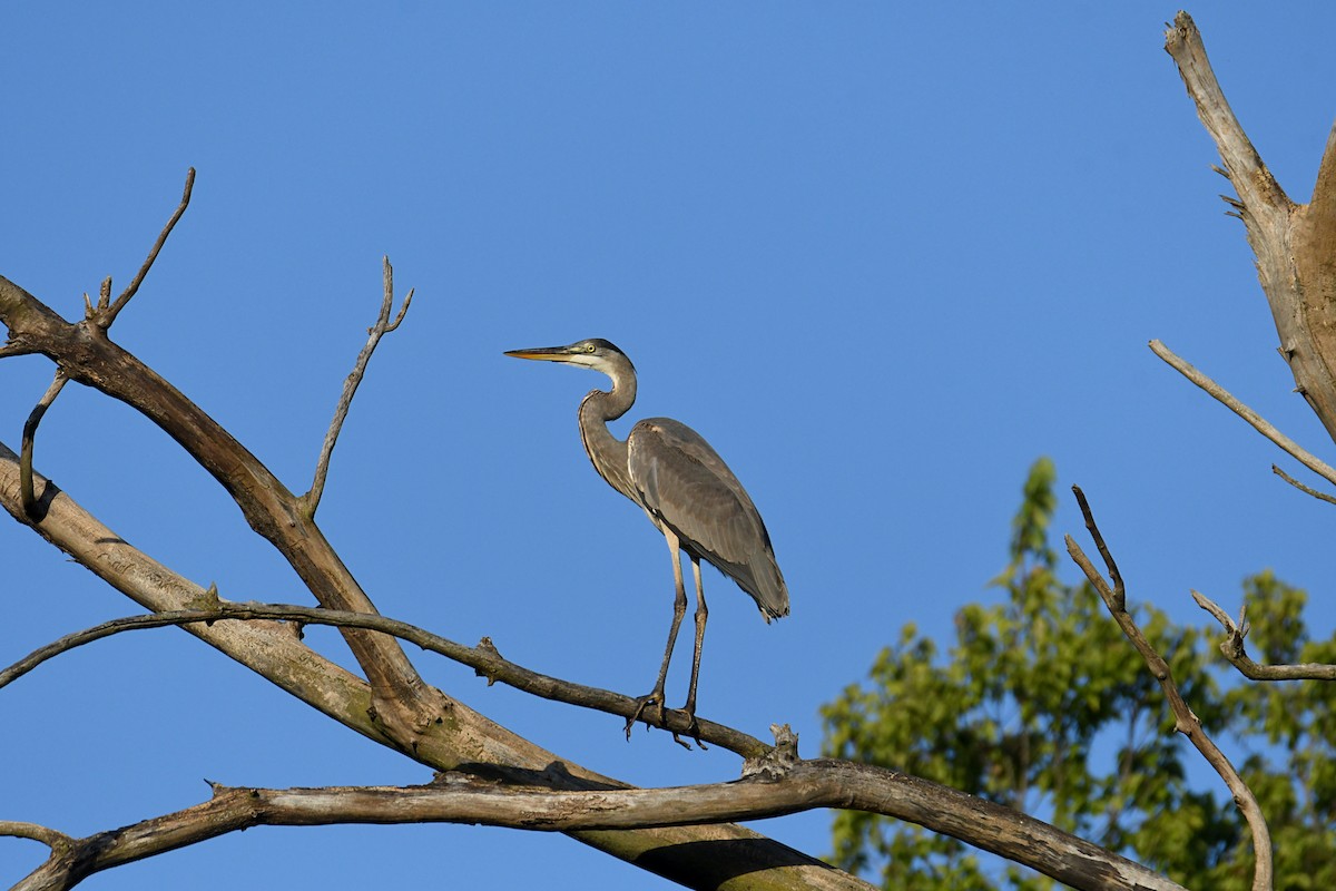 Great Blue Heron - ML642670311