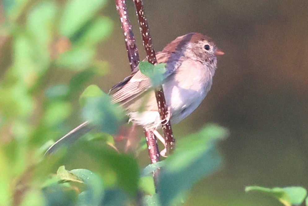 Field Sparrow - ML642670326
