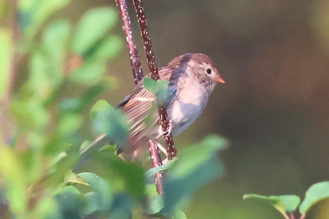 Field Sparrow - ML642670327