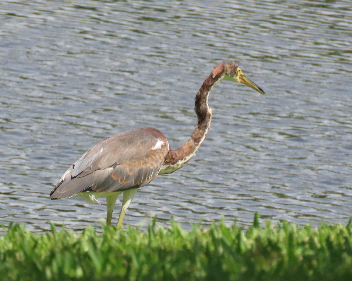 Tricolored Heron - ML642670342