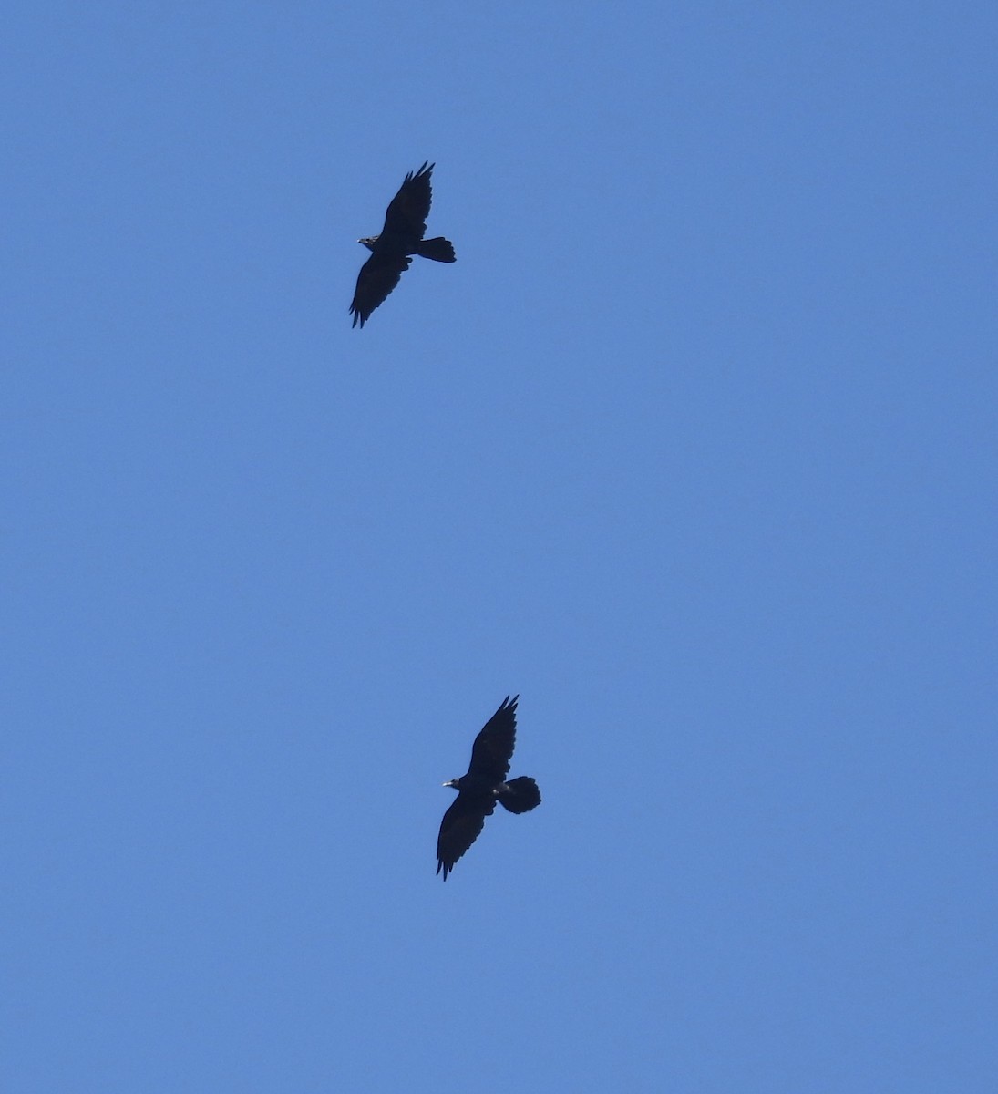 Turkey Vulture - ML642670344