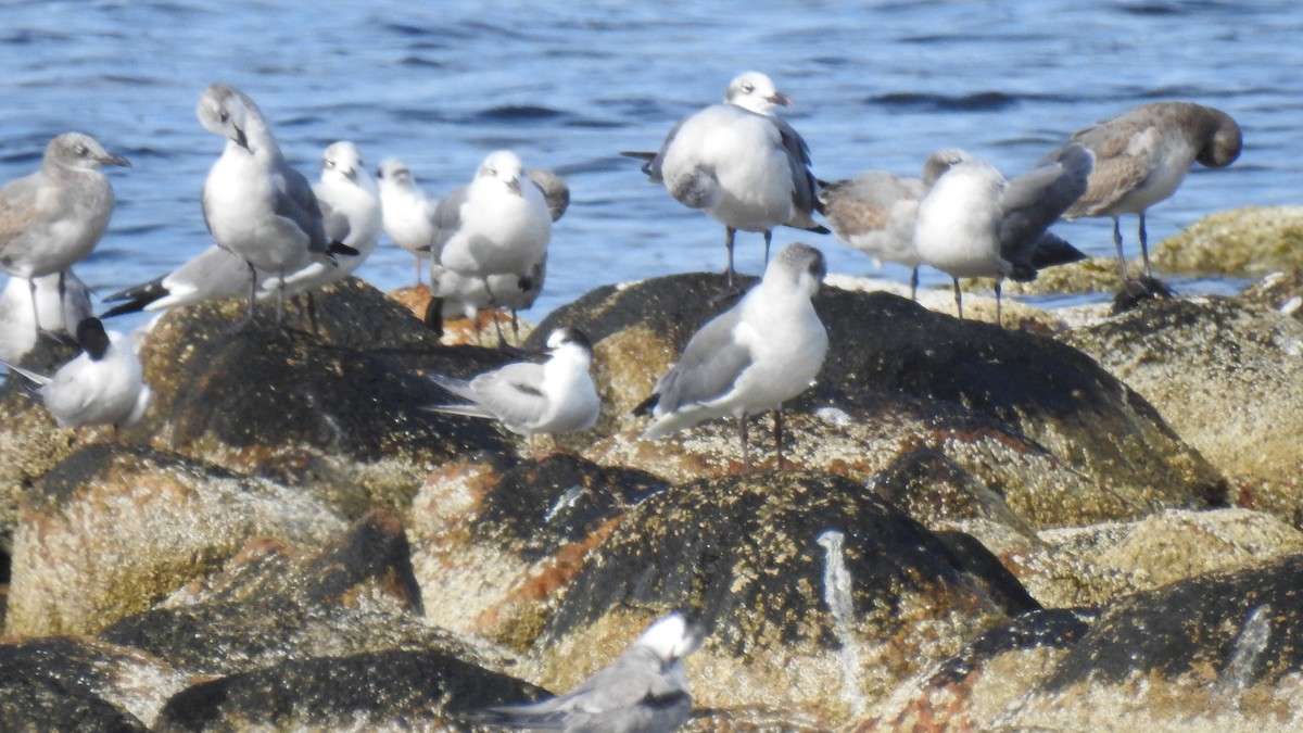 Laughing Gull - ML642670347