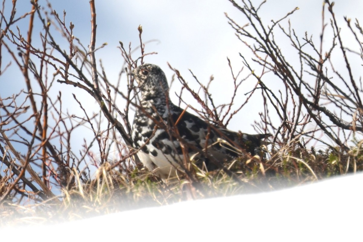 White-tailed Ptarmigan - ML642670353