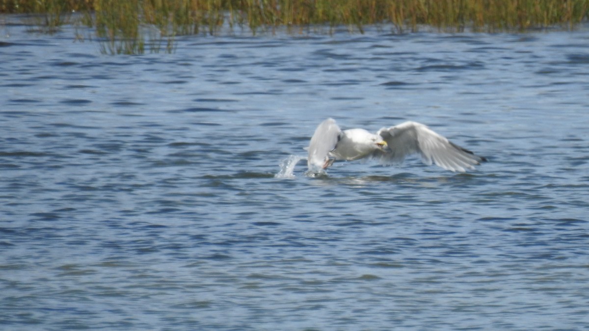 American Herring Gull - ML642670359