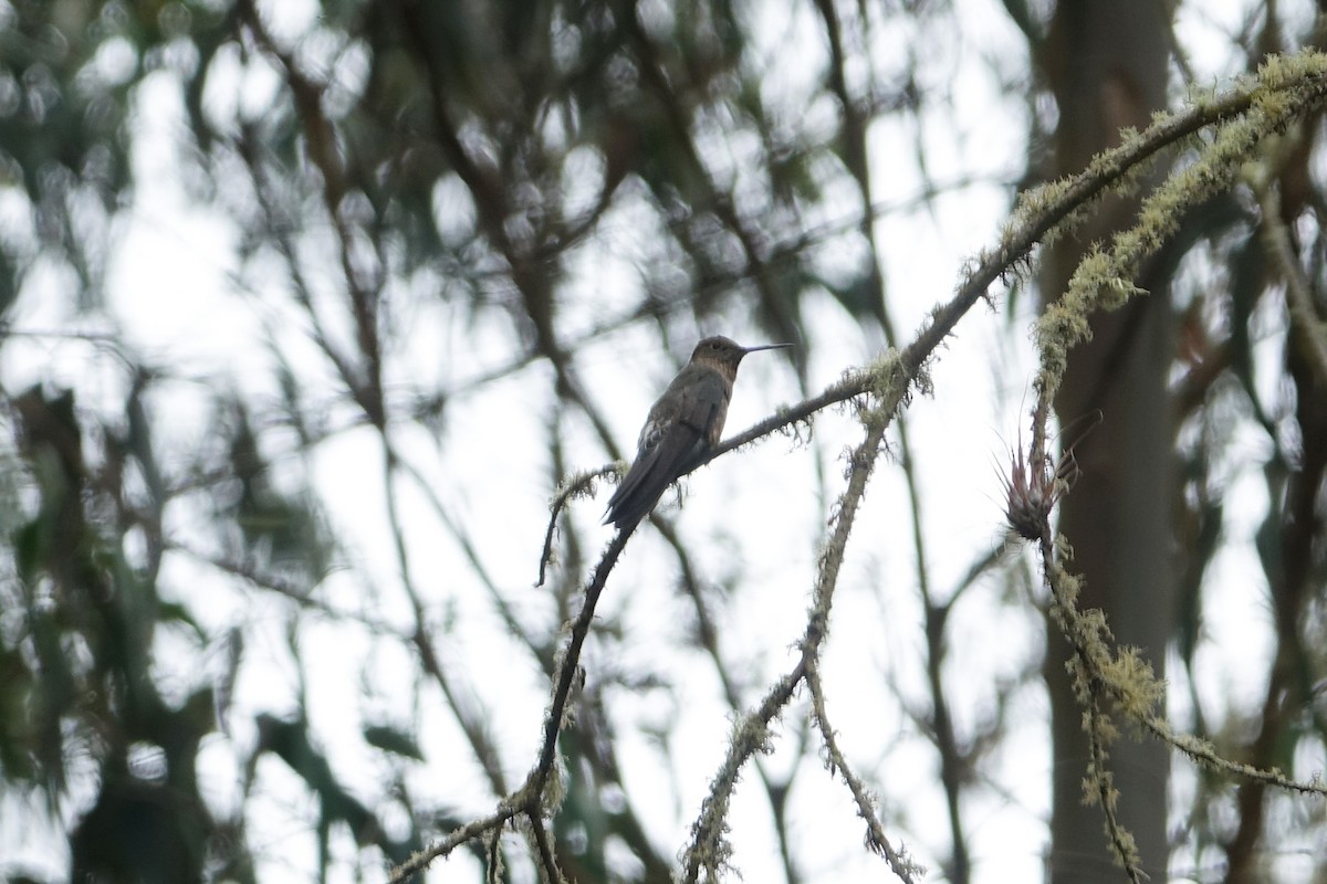 Giant Hummingbird - ML642670367