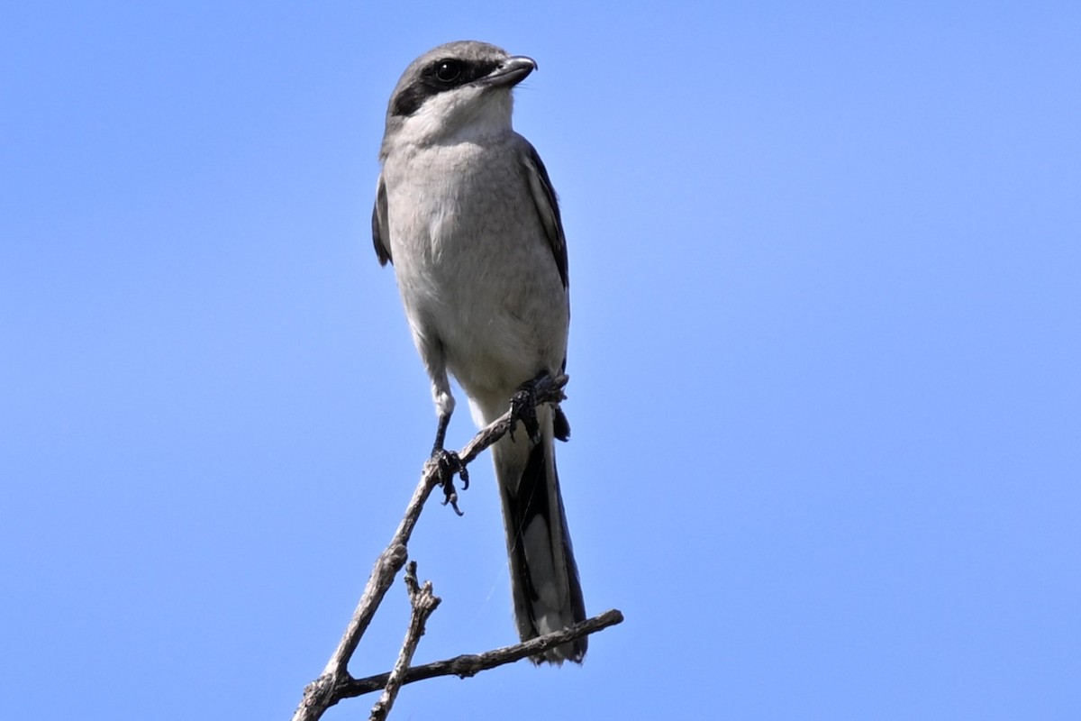 amerikavarsler - ML642670368