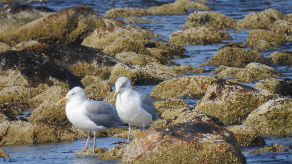 American Herring Gull - ML642670369