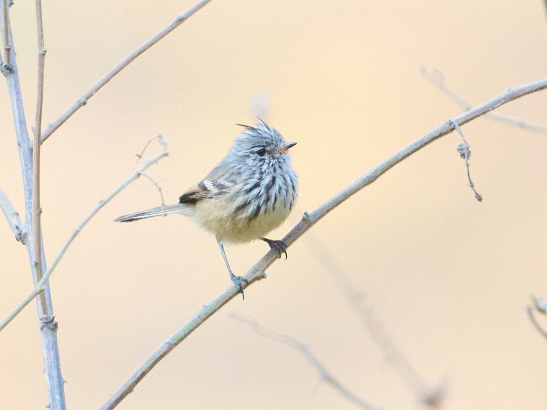 Yellow-billed Tit-Tyrant - ML642670382