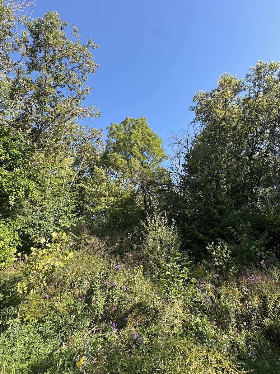 null - ML642670384