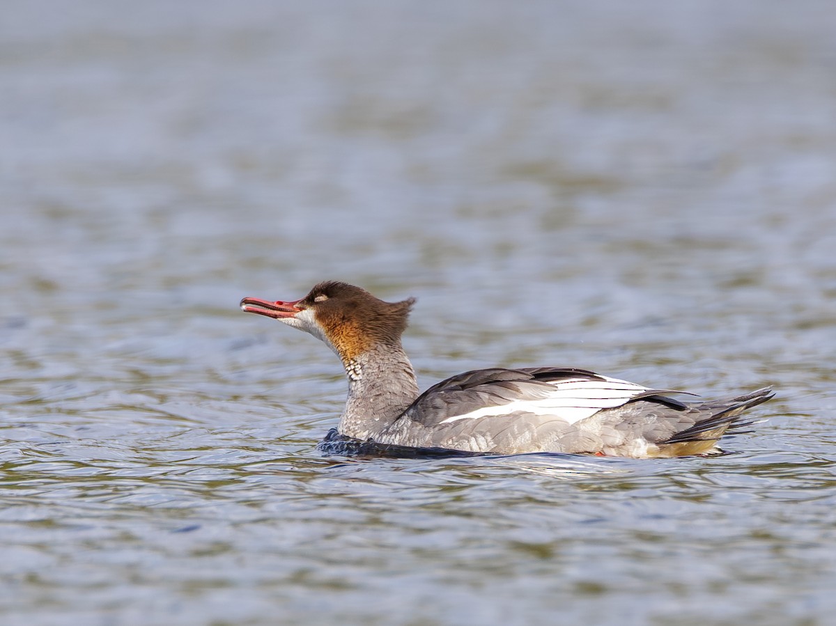 Common Merganser - ML642670386
