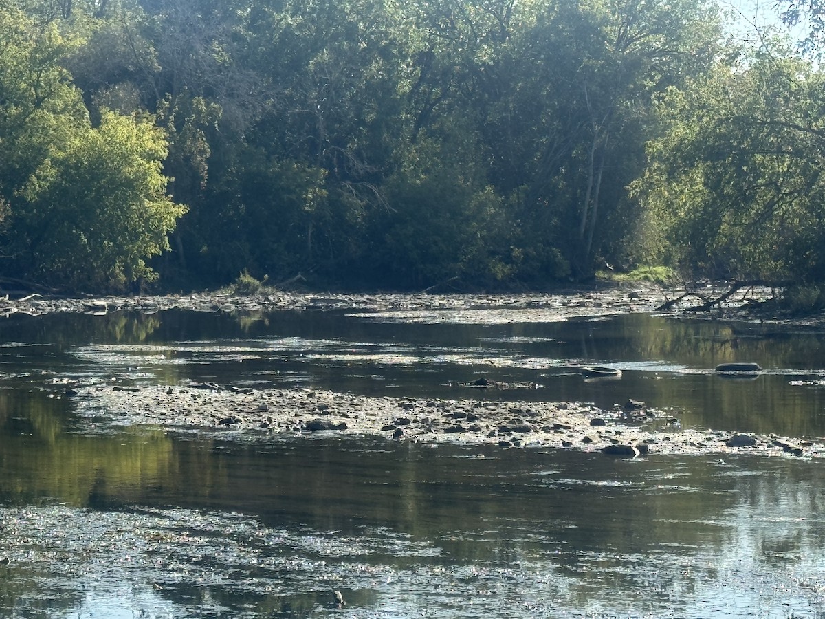 null - ML642670392