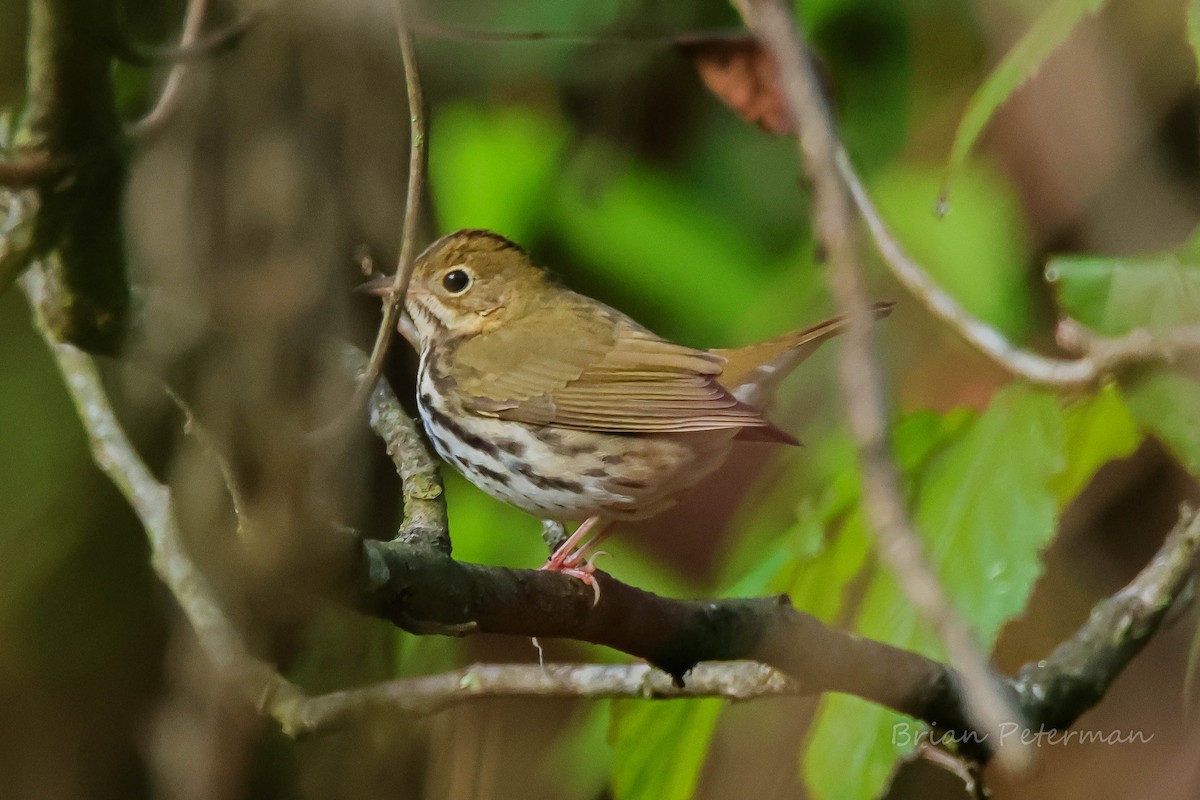 Ovenbird - ML642670405