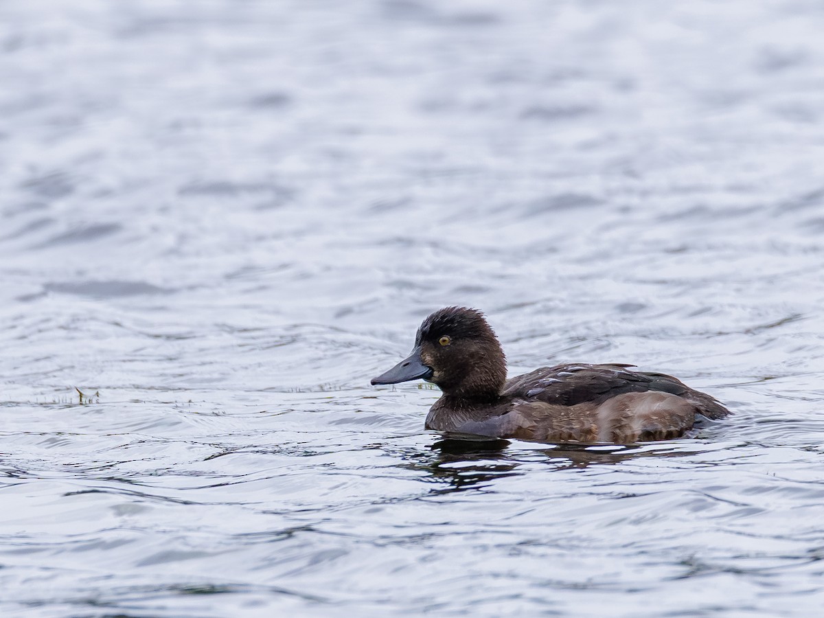 Tufted Duck - ML642670409
