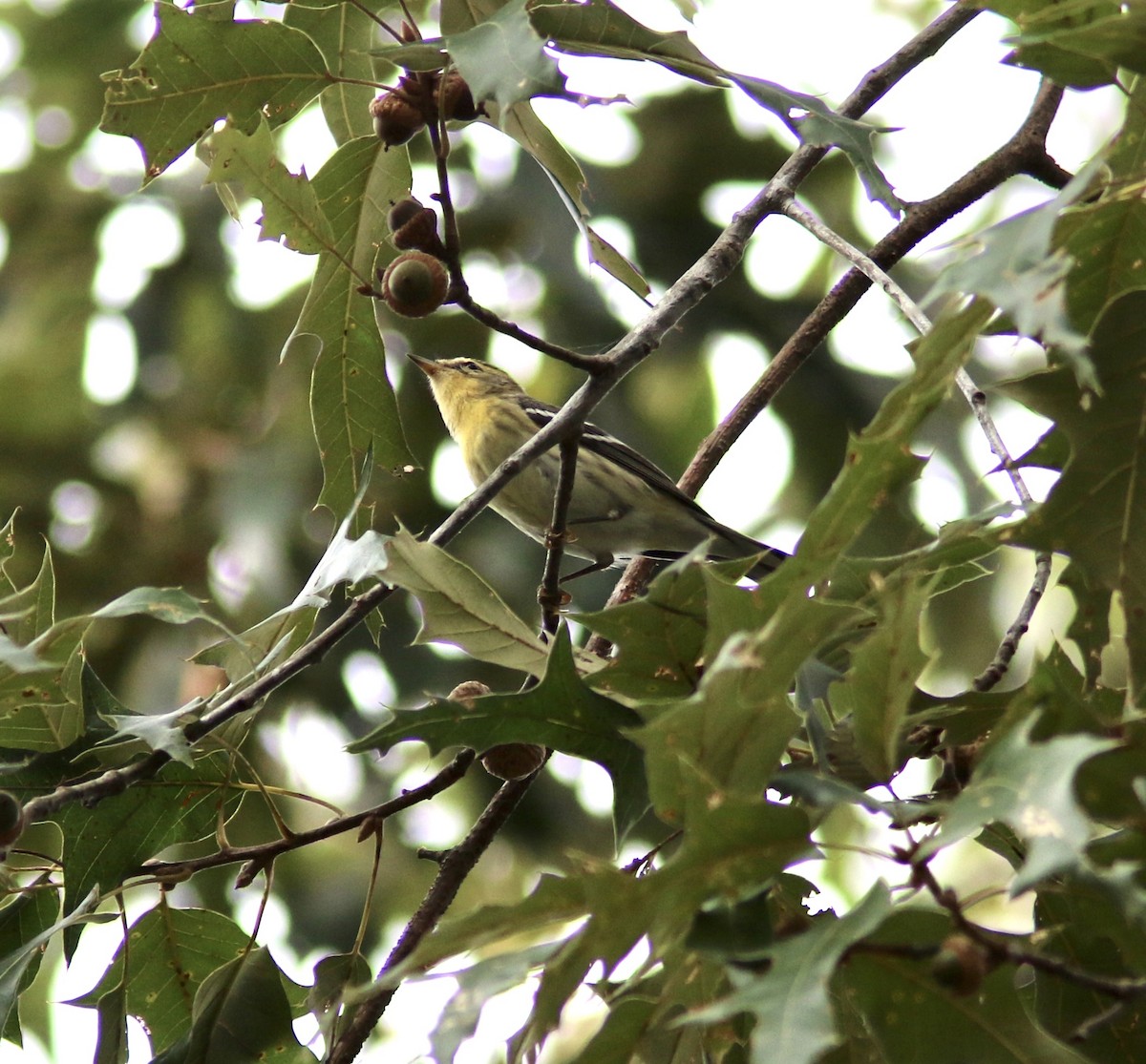 Blackburnian Warbler - ML642670415