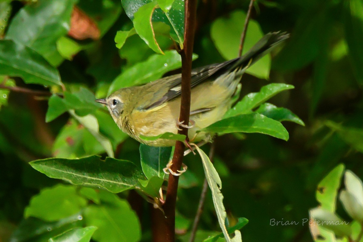 Black-throated Blue Warbler - ML642670418