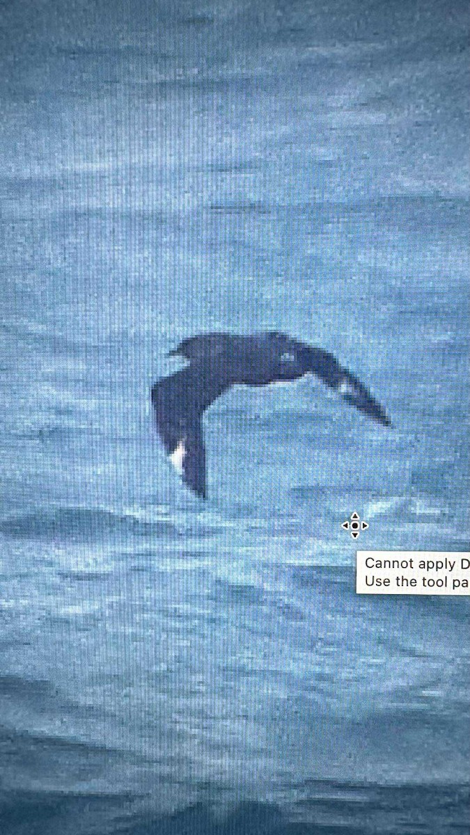 South Polar Skua - ML642670424