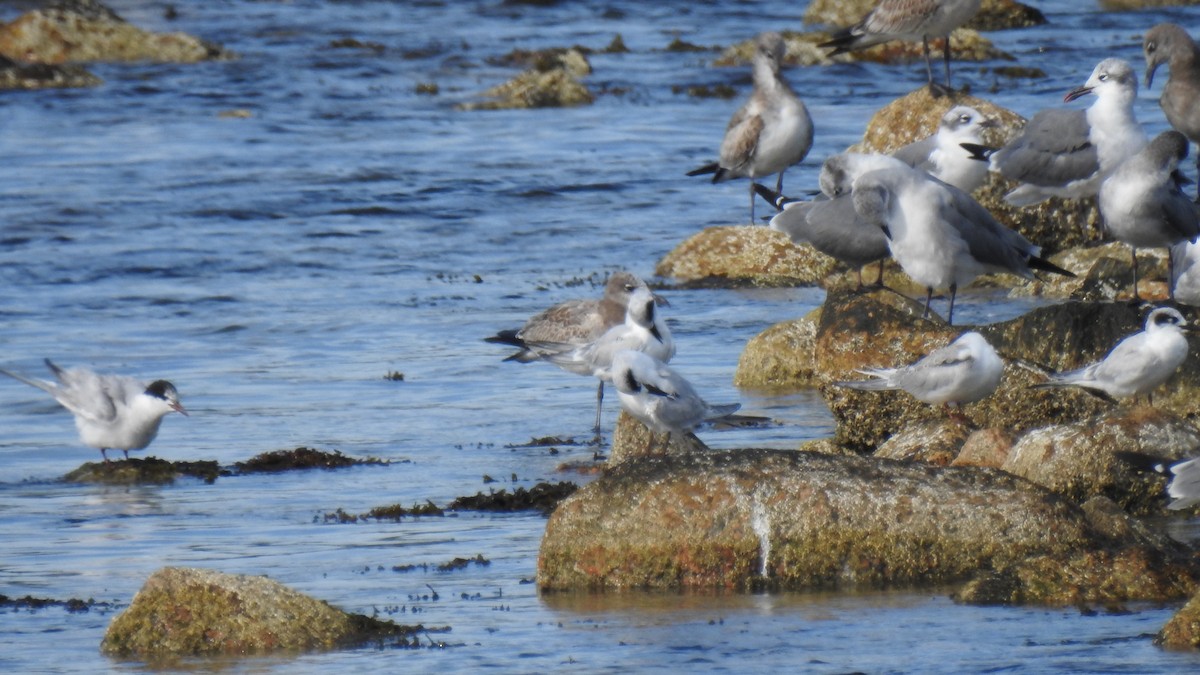 Forster's Tern - ML642670442