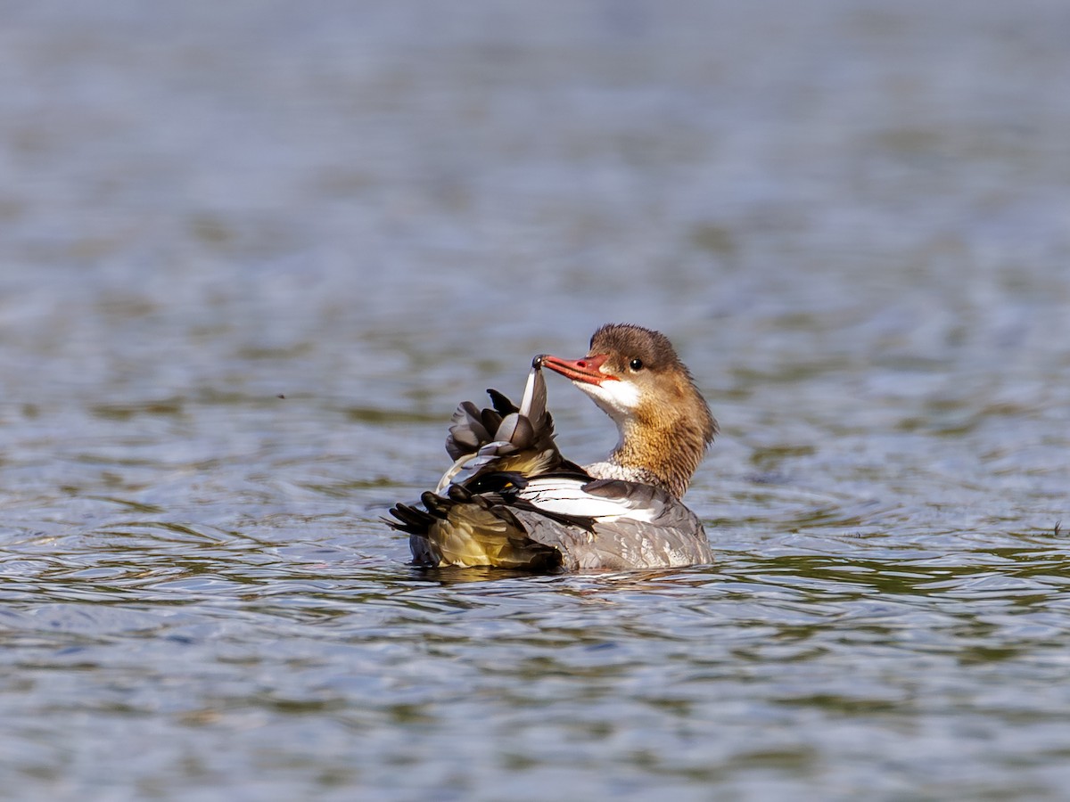 Common Merganser - ML642670443
