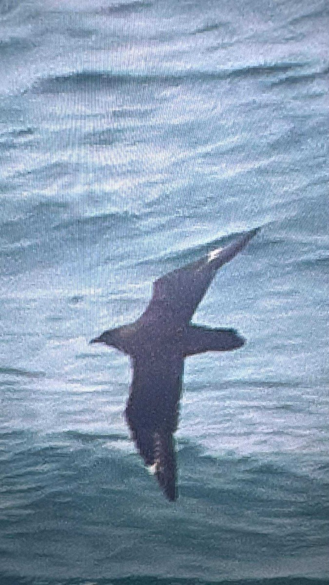South Polar Skua - ML642670446