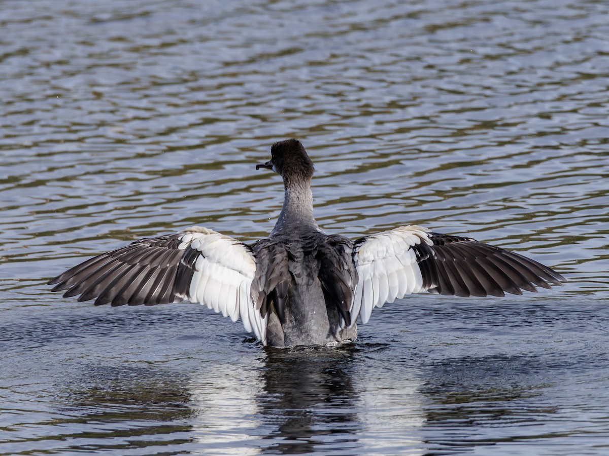 Common Merganser - ML642670451