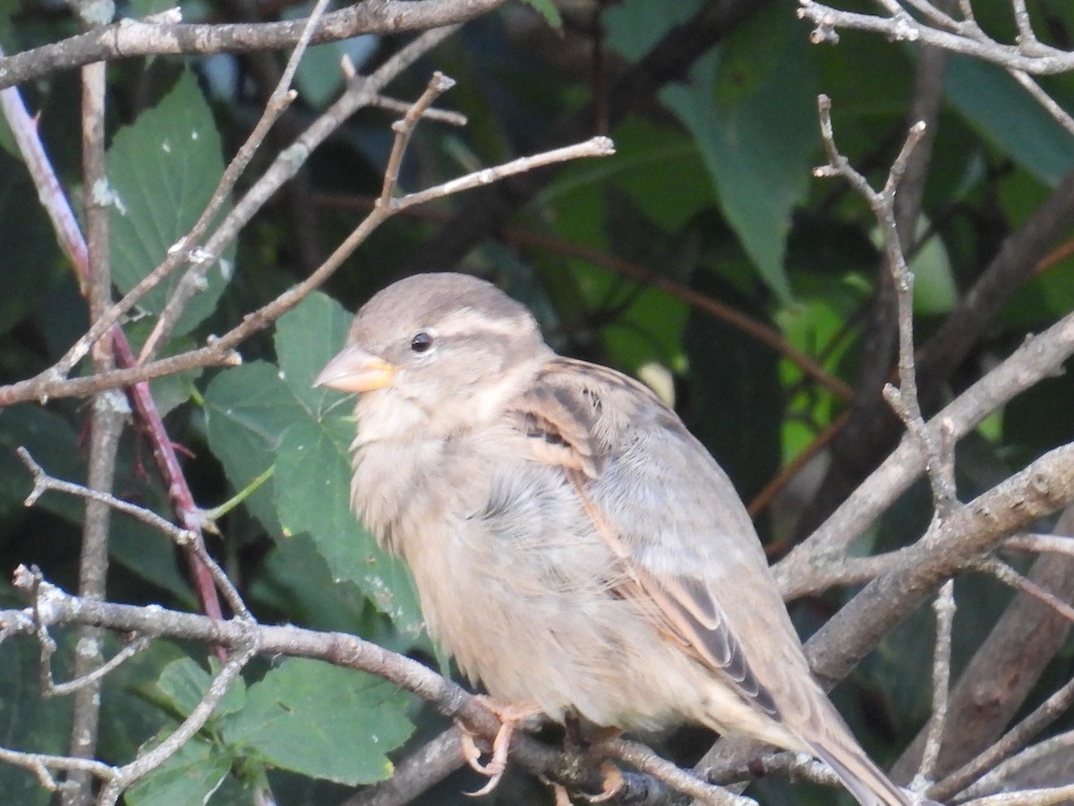 Clay-colored Sparrow - ML642670454