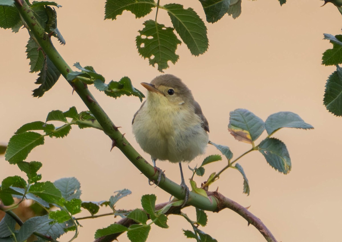 Melodious Warbler - ML642670483
